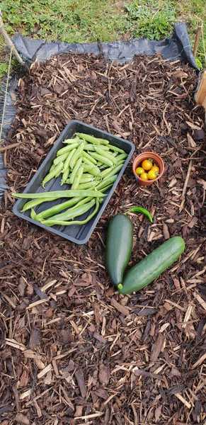 Allotment/Veg Patch Thread 12! Plotmenters hoping for better weather