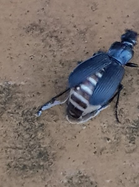What is this massive blue beetle in my garden?