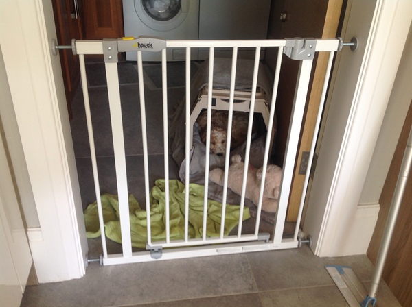 Puppy sleep advice!