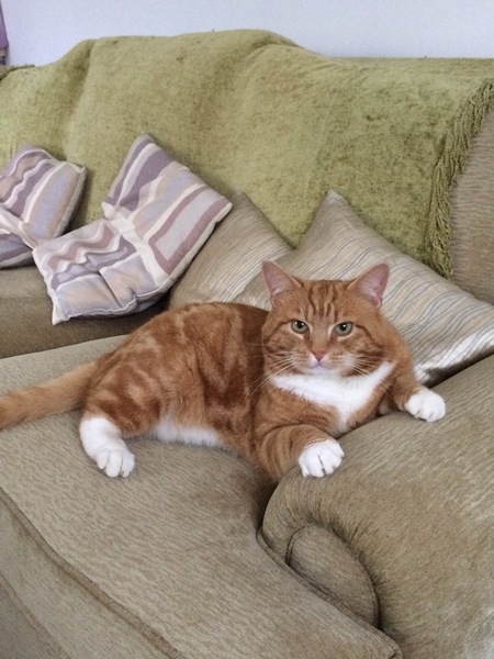 My boycat is the most handsome cat in the world