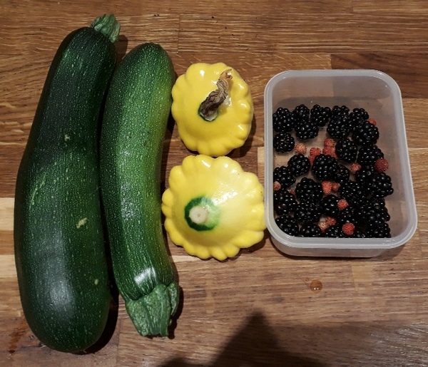 Allotment/Veg Patch Thread 12! Plotmenters hoping for better weather