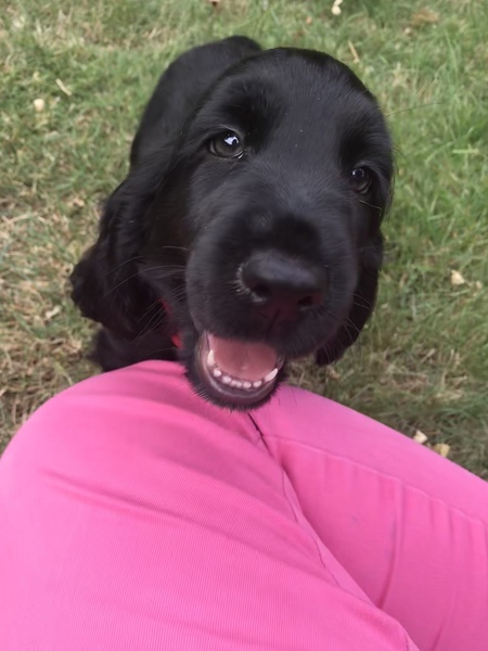 Puppy Survival Thread Part 6
