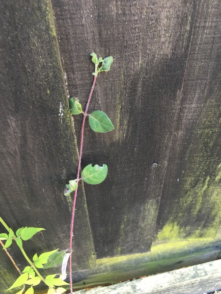 Another Plant ID