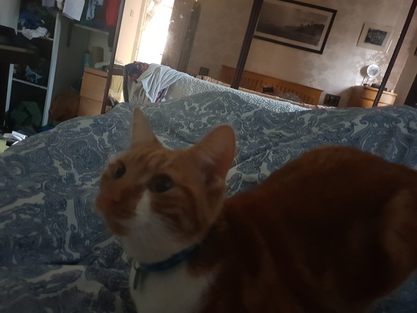 What's your DCat up to today? Episode 6, Return of the... Cats?