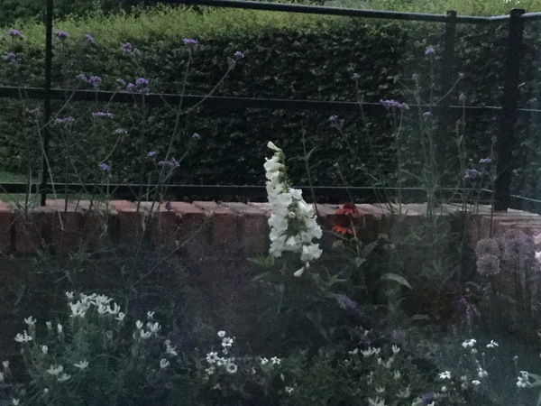 Advice  on perennial plants for pots.