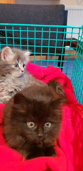 Brave Babes Battle Bus: Sunshine, Roses and Mocktails All Round