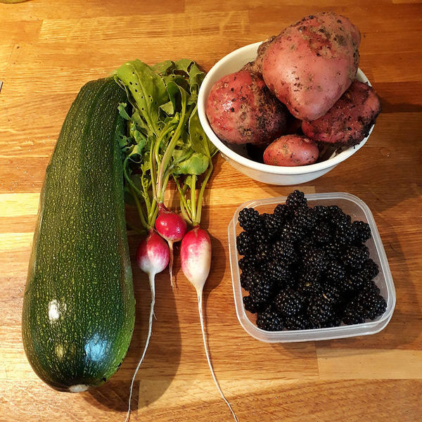 Allotment/Veg Patch Thread 12! Plotmenters hoping for better weather