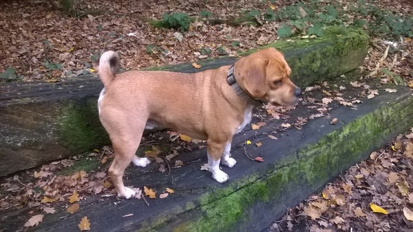 Beagle as a family pet?