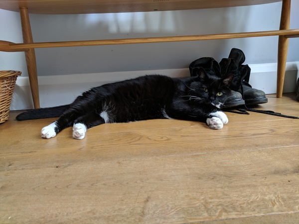 To think my cat has a problem
