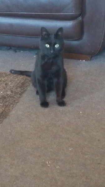 I want to show off my cat please