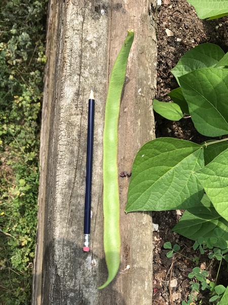 Blood Sugar Diet thread 11