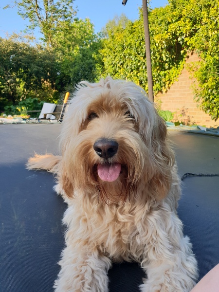 Is my dog the cutest??