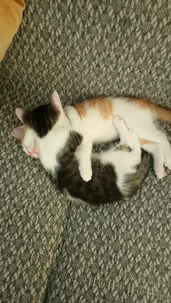 I’m getting two kittens and we can’t decide on names