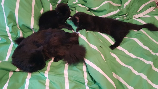 Does your dcat share your bed?