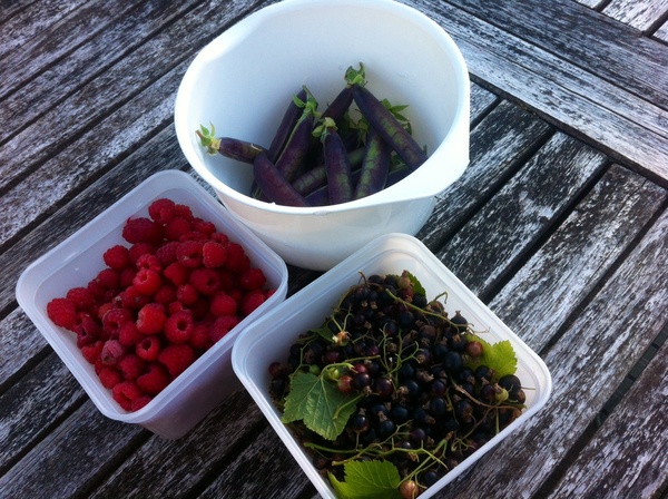 Allotment/Veg Patch Thread 12! Plotmenters hoping for better weather
