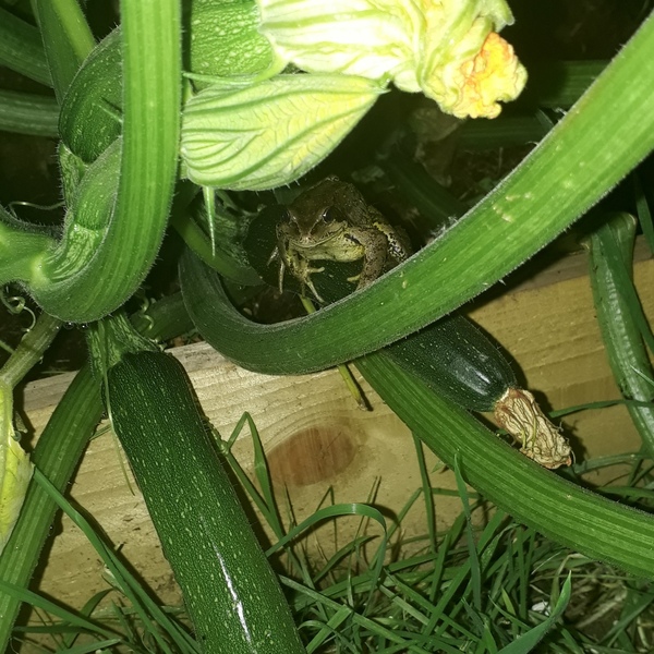 Allotment/Veg Patch Thread 12! Plotmenters hoping for better weather