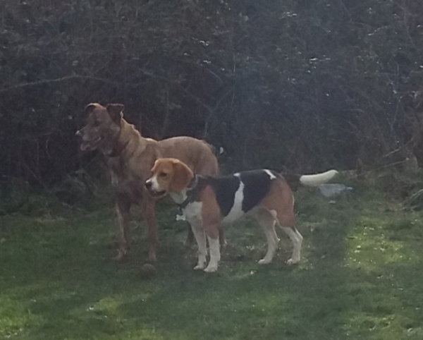 Beagle as a family pet?