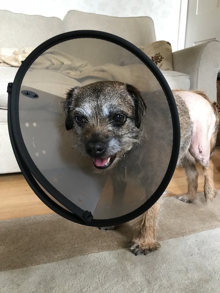 Any advice for postoperative cruciate ligament surgery?
