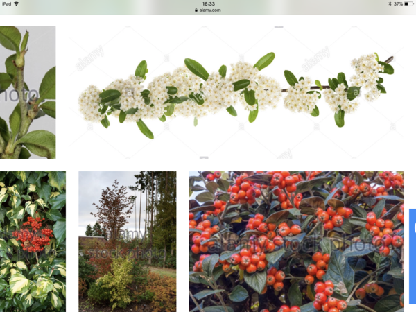 Shrubbery for privacy