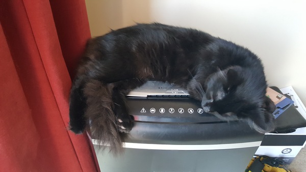 What's your DCat up to today? (Thread 7!)
