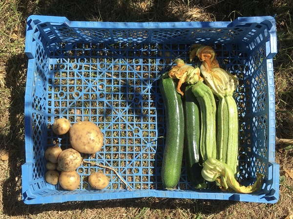 Allotment/Veg Patch Thread 12! Plotmenters hoping for better weather