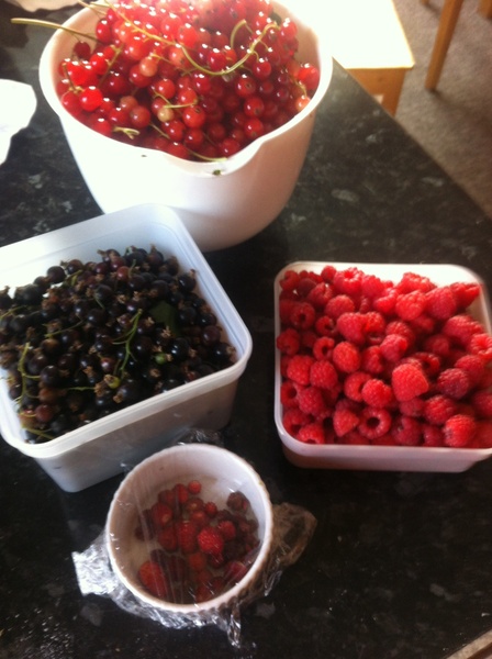 Allotment/Veg Patch Thread 12! Plotmenters hoping for better weather