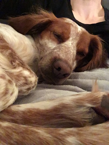 Is my dog the cutest??