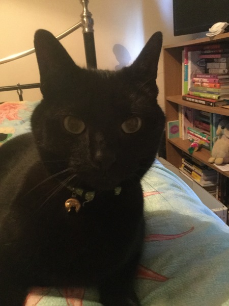 My boycat is the most handsome cat in the world