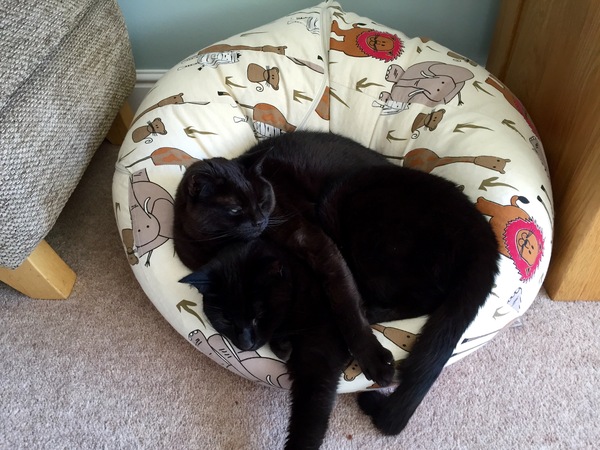 I want to show off my cat please