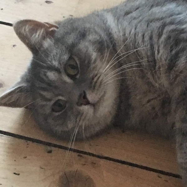 My boycat is the most handsome cat in the world