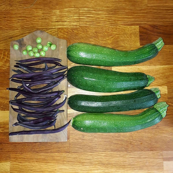 Allotment/Veg Patch Thread 12! Plotmenters hoping for better weather