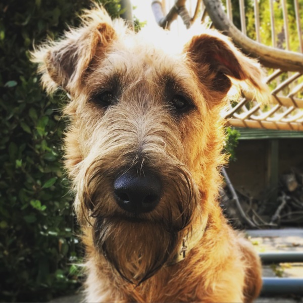 Is my dog the cutest??