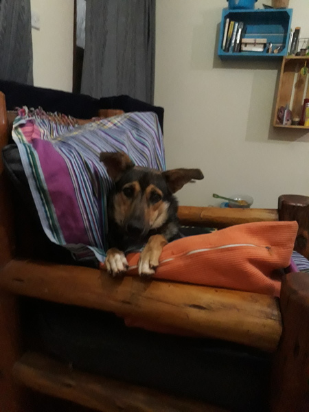 Is my dog the cutest??