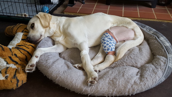 Any advice for postoperative cruciate ligament surgery?