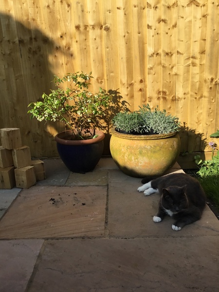 I want to show off my cat please