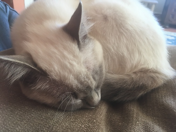 I want to show off my cat please