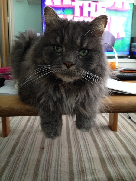 My boycat is the most handsome cat in the world