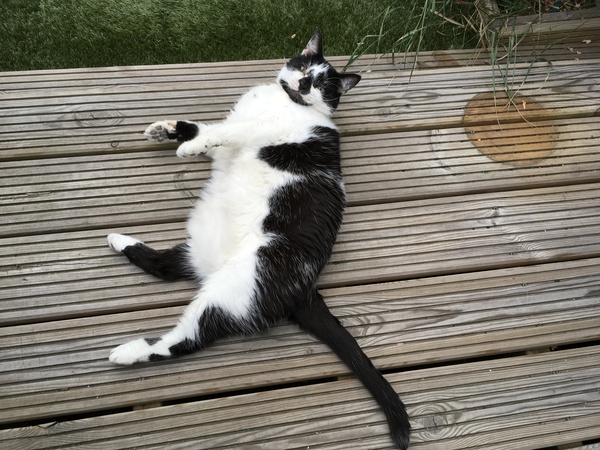 My boycat is the most handsome cat in the world