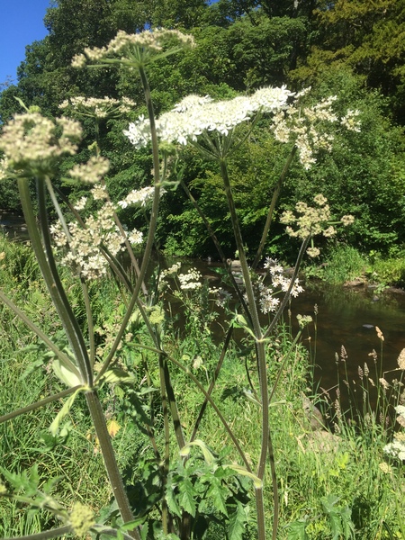 Hogweed or giant hogweed and dangerous? ASAP plz