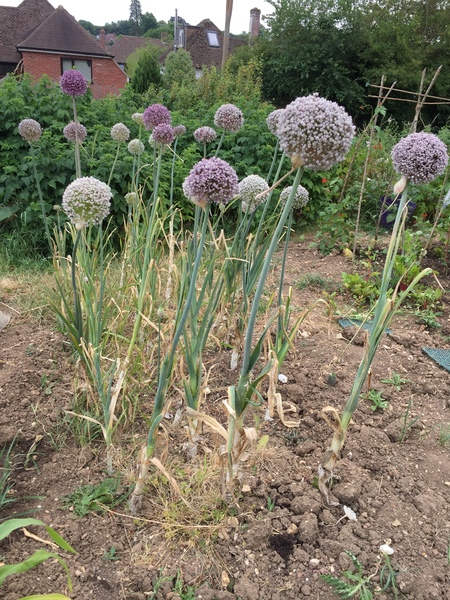 Allotment/Veg Patch Thread 12! Plotmenters hoping for better weather