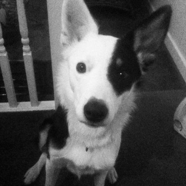 Is my dog the cutest??