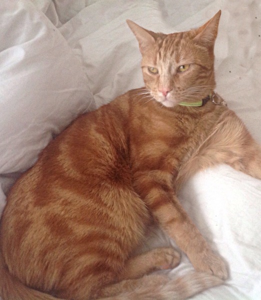My cat is missing and I'm a wreck