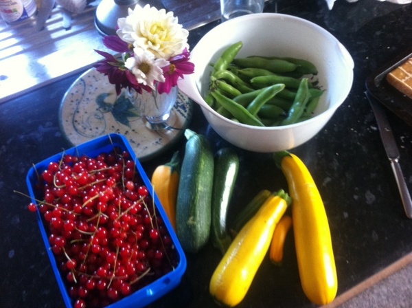 Allotment/Veg Patch Thread 12! Plotmenters hoping for better weather