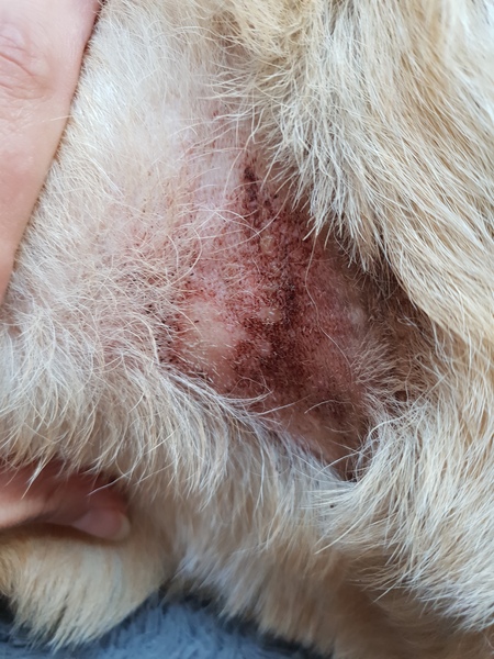 Clipper rash - He keeps scratching at it