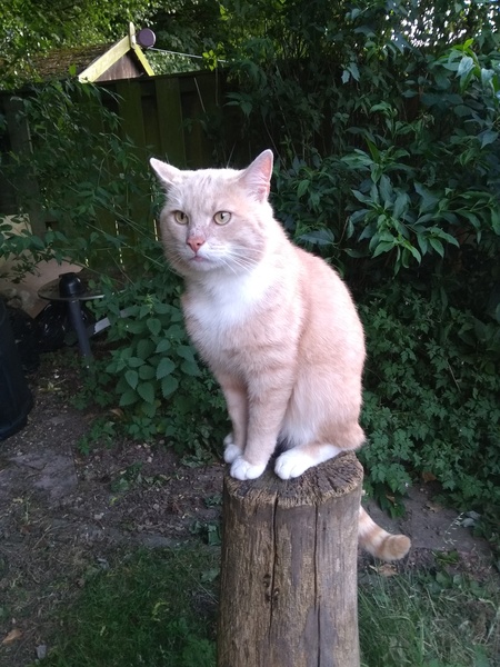 I want to show off my cat please