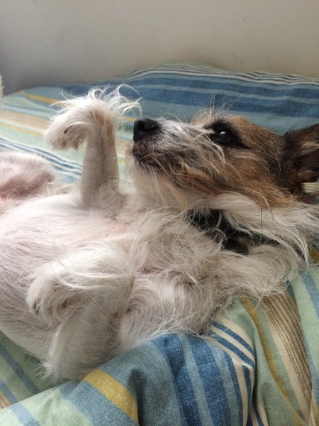 Is my dog the cutest??