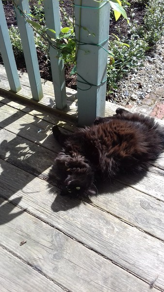 What's your DCat up to today? (Thread 7!)