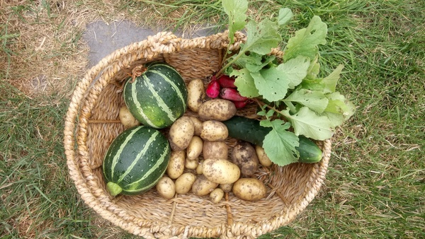 Allotment/Veg Patch Thread 12! Plotmenters hoping for better weather