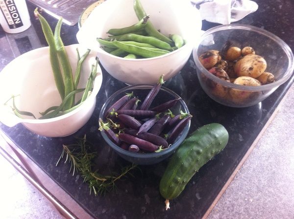 Allotment/Veg Patch Thread 12! Plotmenters hoping for better weather