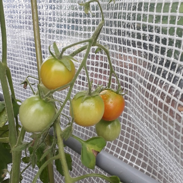 Allotment/Veg Patch Thread 12! Plotmenters hoping for better weather